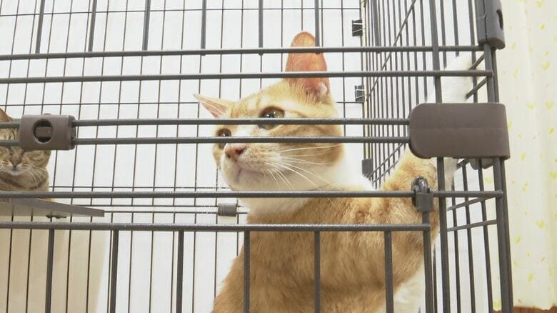 「正しく動物を愛して飼って」責任ある正しい飼育を　9月26日まで「動物愛護週間」｜FNNプライムオンライン