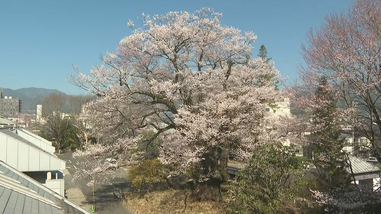 満開！“長姫のエドヒガン（安富桜）”　長野・飯田市で早くも桜が見ごろ　｜FNNプライムオンライン