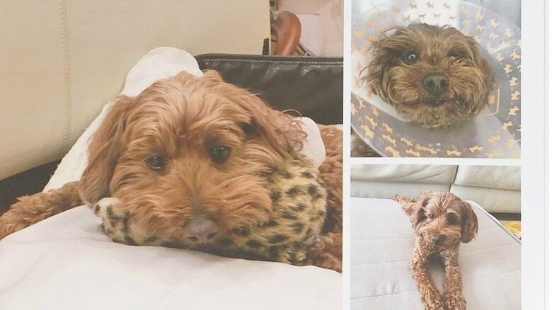 愛犬が焼死し飼い主が300万円の賠償を動物病院に請求「愛犬は家族であり命」マルチーズとトイプードルのミックス犬｜FNNプライムオンライン