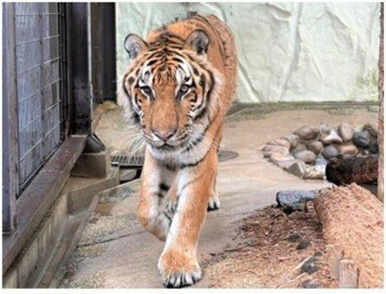 国内最高齢のアムールトラ死ぬ　福岡市動物園のオス「カイ」　5日から献花台を設置へ　動かなくなっているところを発見｜FNNプライムオンライン