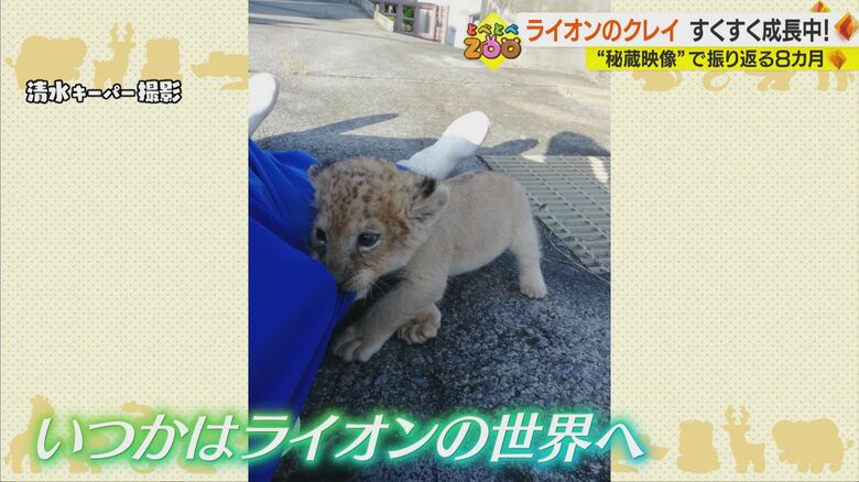 清水キーパー撮影