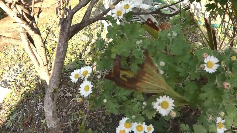 網を角で切って入ってくることも 「お花とか植えてもみんな食べちゃう」