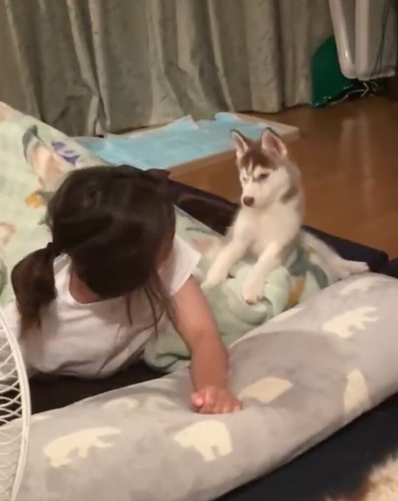 飼い主が怒る（提供：ココとイチのままちゃん）