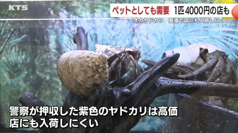 ペットとして需要があり、1匹4000円の個体も