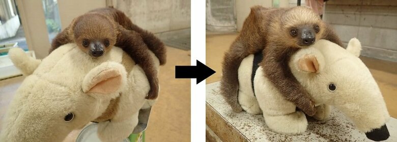 左：生後48日　右：生後4か月過ぎ（提供：埼玉県こども動物自然公園）