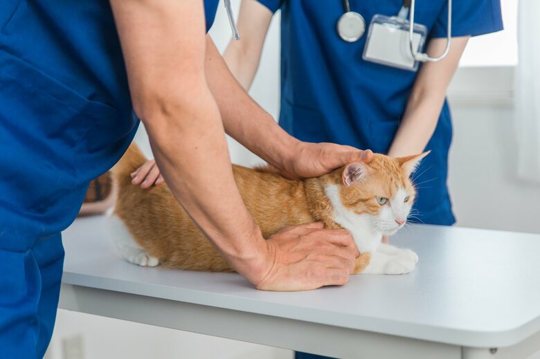 猫の致死率は64.7%とかなり高い（画像はイメージ）