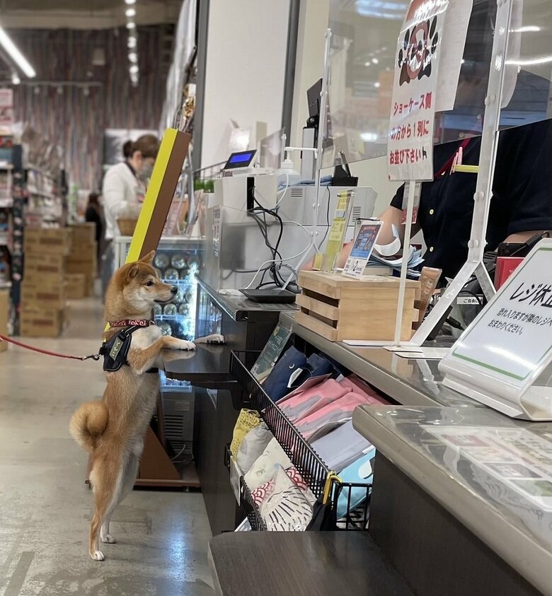 ペットショップで会計するいそべくん　人は大好き！