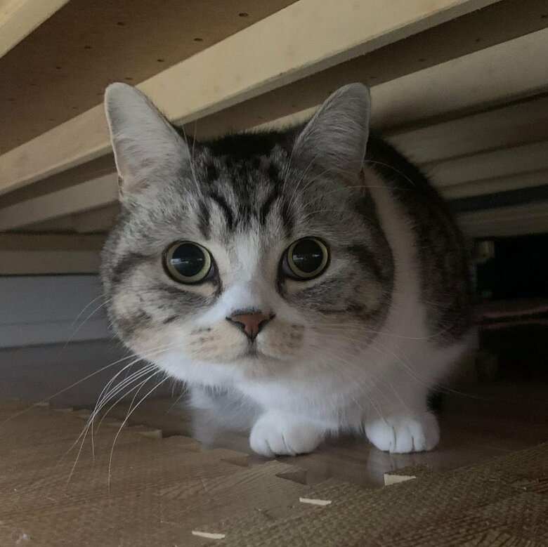 お客様が来て、まんまる目で警戒中