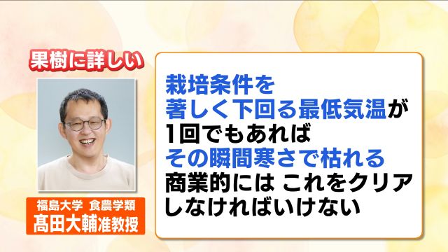 柑橘栽培の最大の敵は“寒さ”