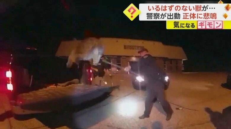 いるはずのない“獣”が警察官によって引っ張り出される様子⑧