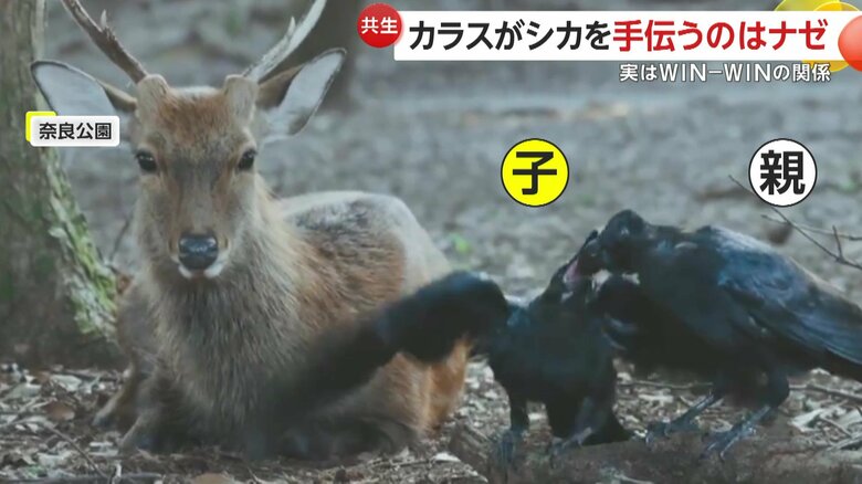 子ガラスにツノの皮を与える親ガラス（撮影: @igufoto）