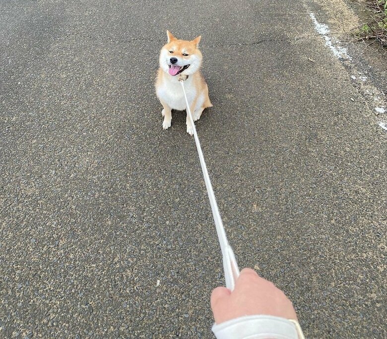 散歩拒否中