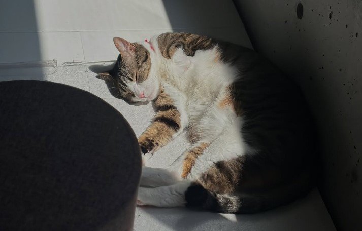 日なたぼっこ
