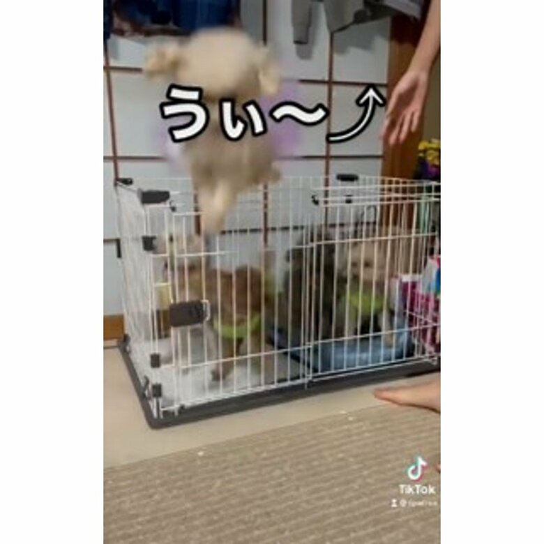 提供：tipacrea02140113さん