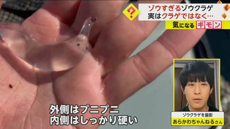 外側はプニプニ、内側はしっかり硬いという「ゾウクラゲ」