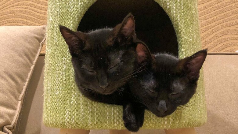 2匹はいつも一緒