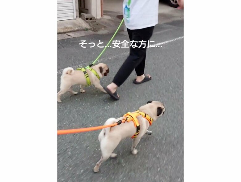 提供：たまごandおもちさん