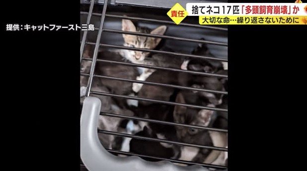 沼津市の住宅前に投棄されたネコ