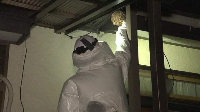 巣に殺虫剤を噴射