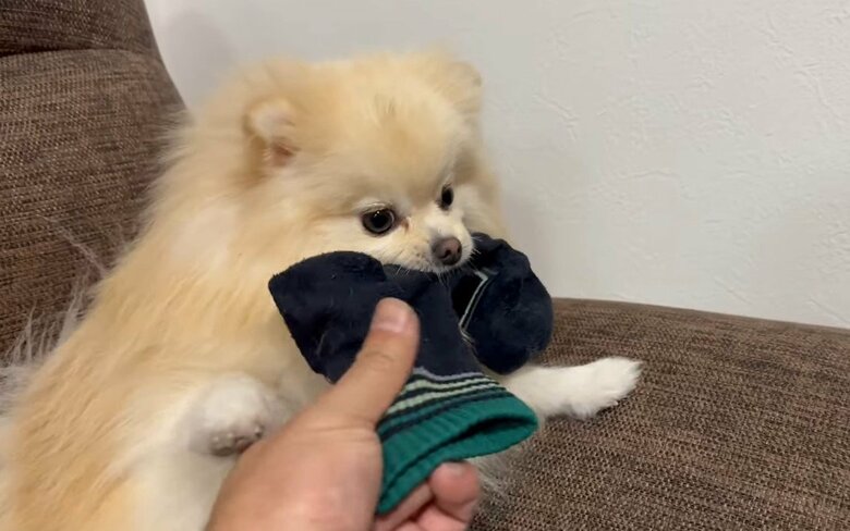 靴下で遊ぶマリンちゃん（提供：愉快な3姉妹ポメラニアンさん）