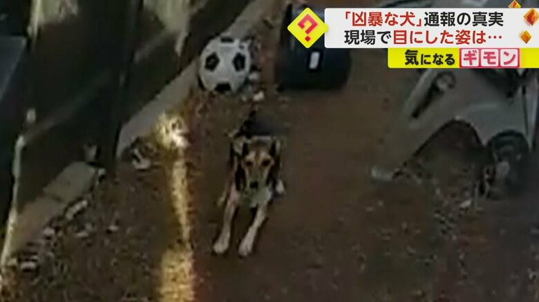 別の鳴き声の正体も、やはり小さな犬だった（画像：Oklahoma County Sheriff's Office）