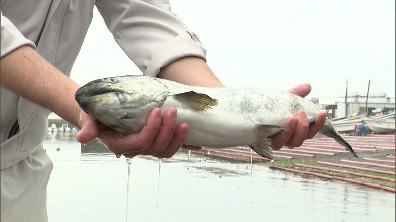 国内初のキングサーモン海面養殖