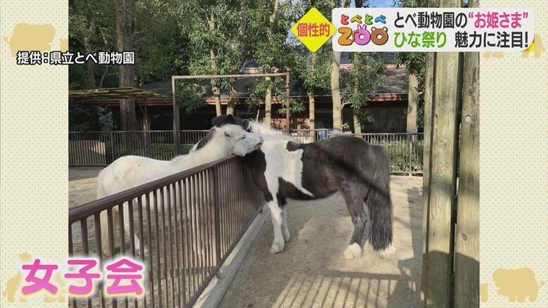 柵越しに毛づくろいをし合う「チェス」と「ヒメ」