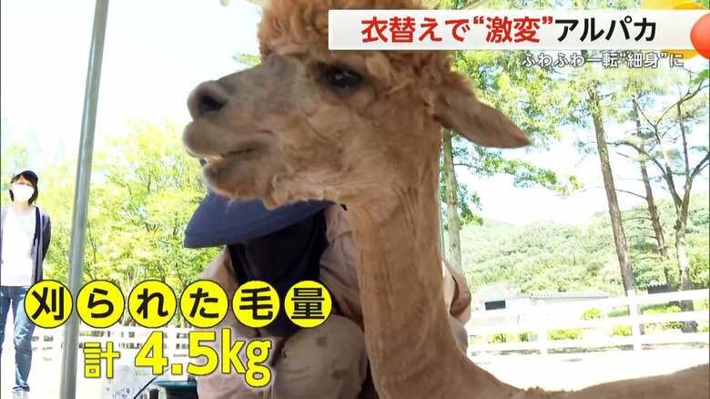 刈られた毛は3頭合わせて4.5kgだったアルパカの衣替え