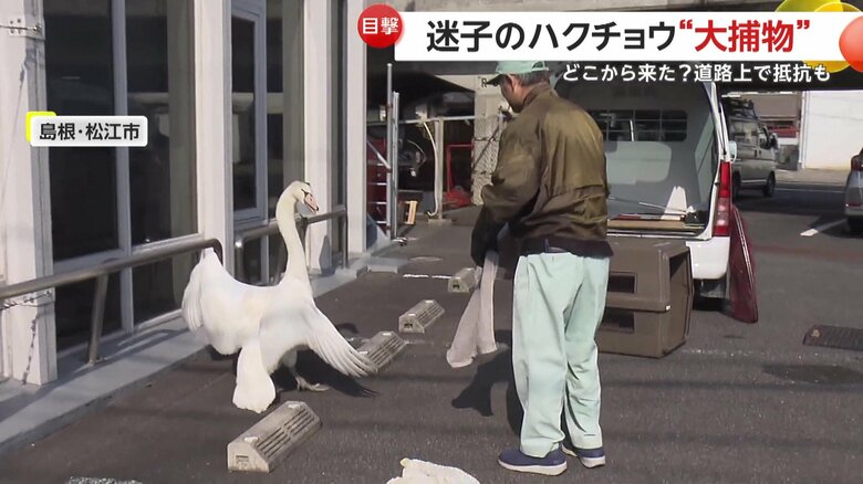 捕獲を試みる駆けつけた島根県の職員