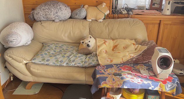 提供：しばわんこ生活さん