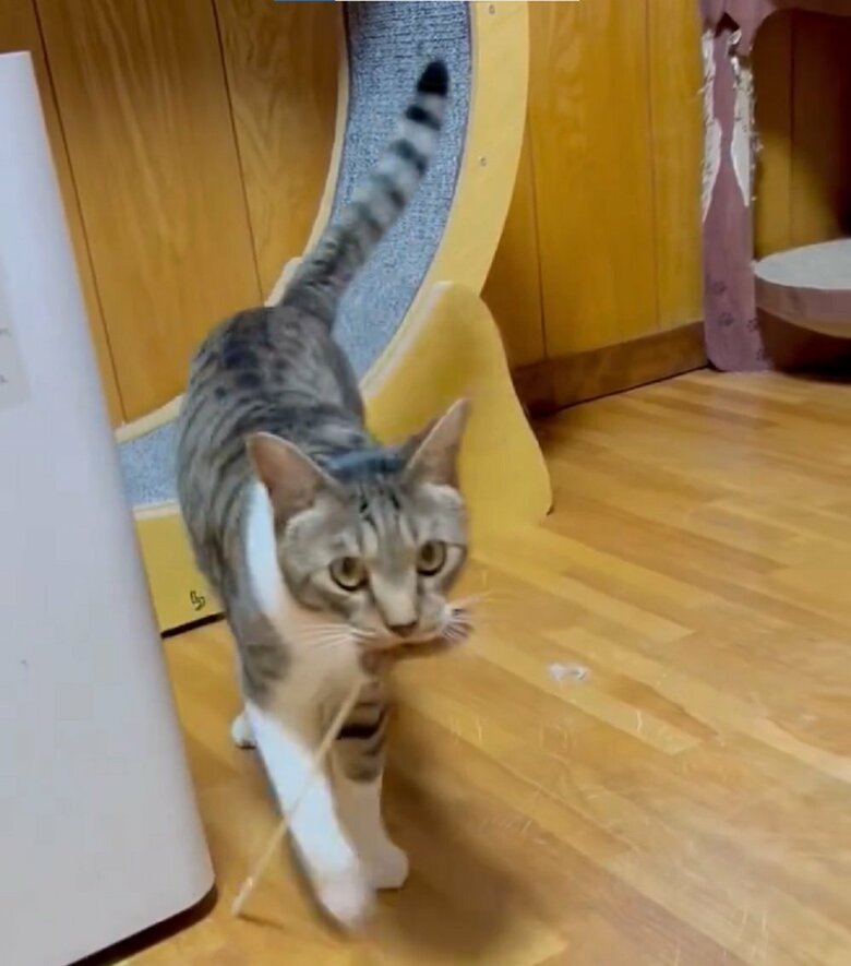 遊ぼうとくわえて持ってくるという