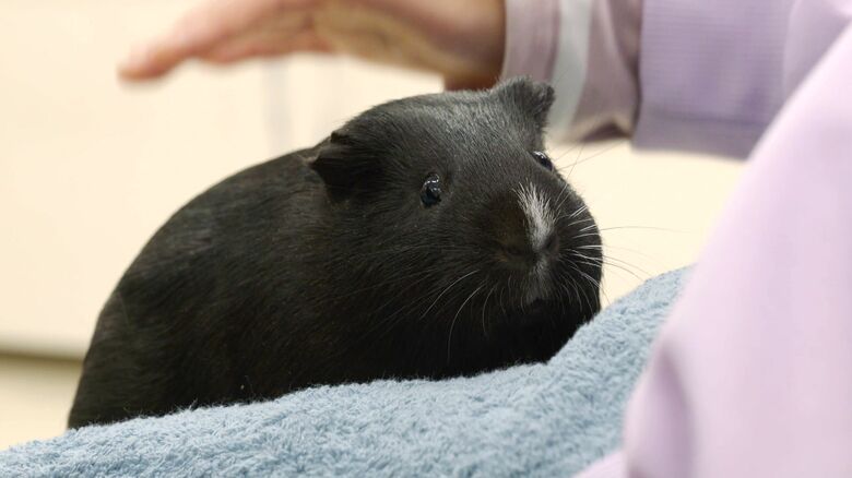 2年2組にやってきたモルモット