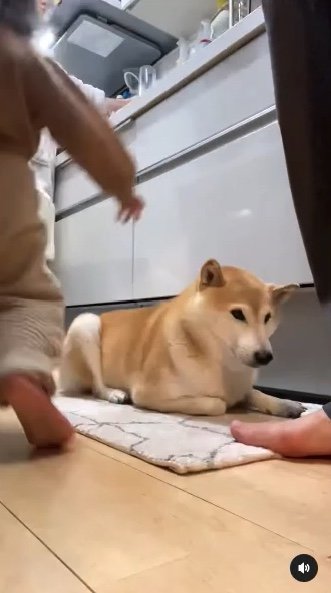 提供：柴犬Mamesuke・Korosuke大阪さん