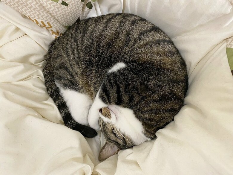 丸
