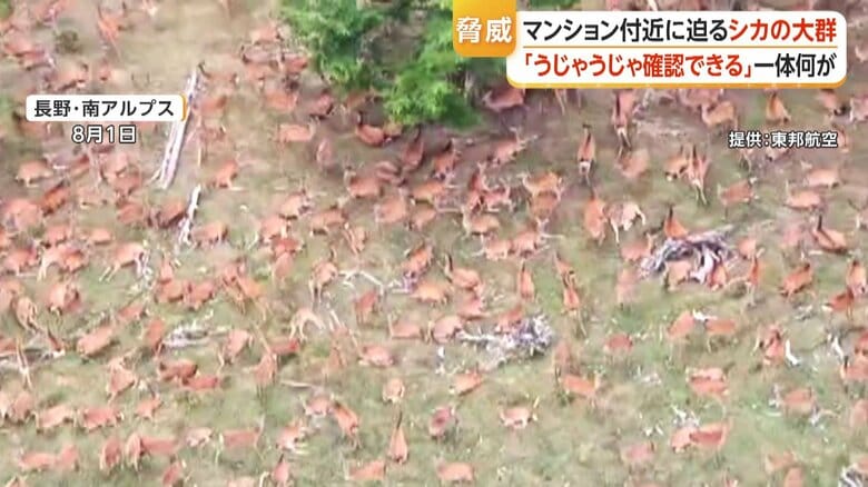 長野・南アルプスで上空から捉えられたシカの大群