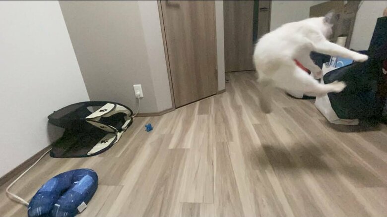 小さい時のジャンピングロイくん（提供：ロイくん@roy201108さん）