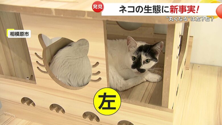 左巻きで寝るネコ