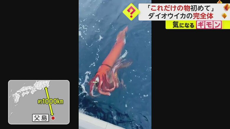 （漁師 小杉優さん撮影）
