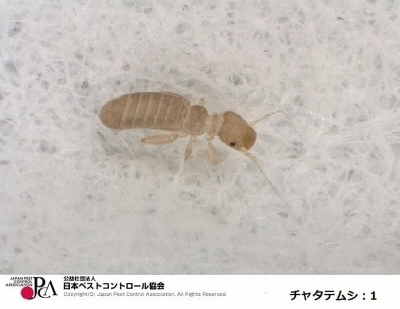 チャタテムシ（提供：日本ペストコントロール協会）
