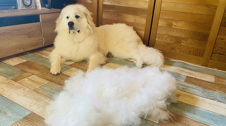 抜け毛の量がすごい