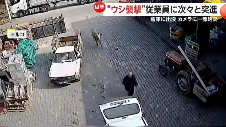 倉庫で突然従業員に突進する牛 （トルコ）