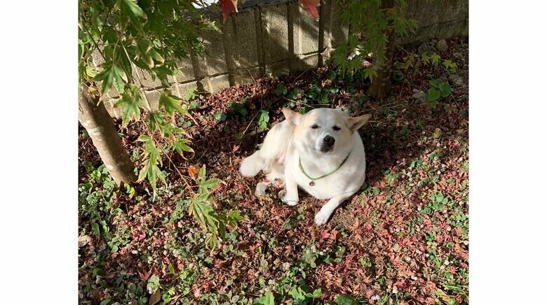 穴に入りながら「落ち葉が足りない」と訴えている