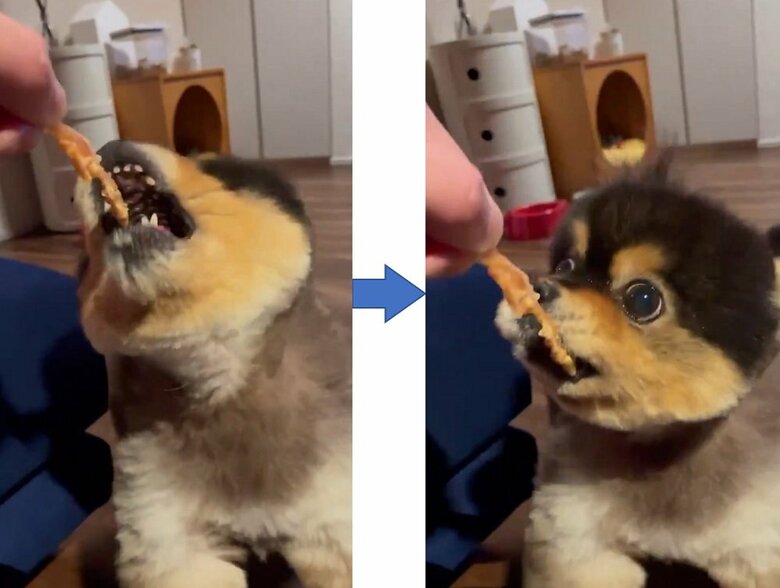 おやつに食いつく様子