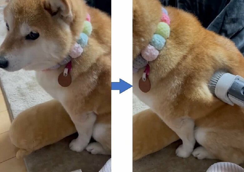 掃除機に吸われるハナちゃん