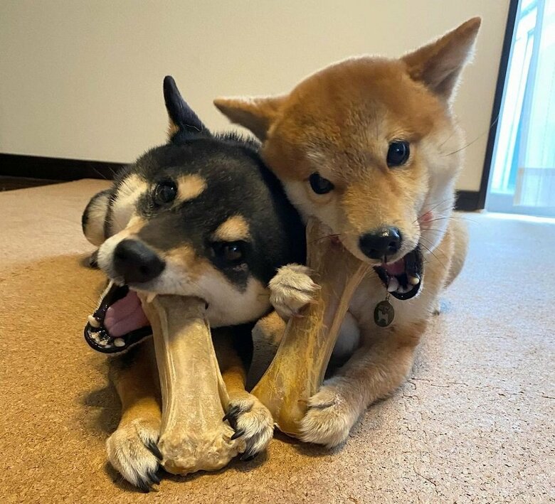 うまうま