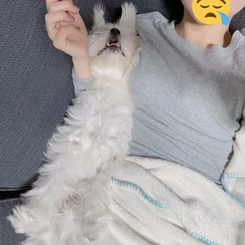 飼い主さんの隣で爆睡