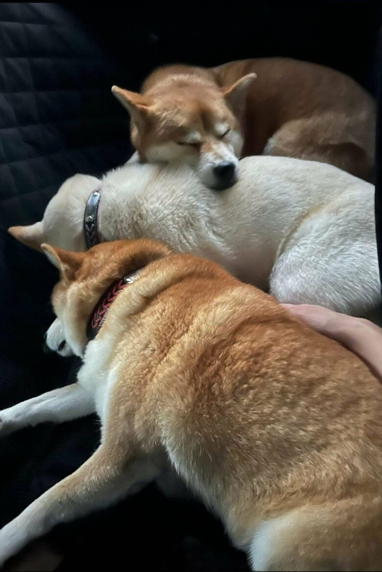 提供：柴犬ポポ(7)リブ(4)ラム(4)さん