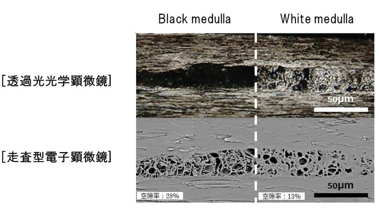 世界初、毛髪の中心部「メデュラ」の構造変化を新解明