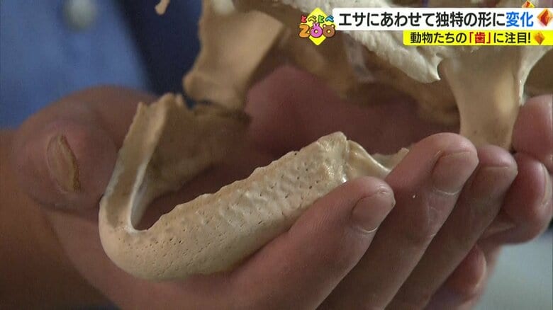 爪切りのようになっているくちばし