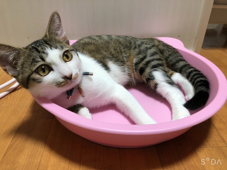 普段のびびくん